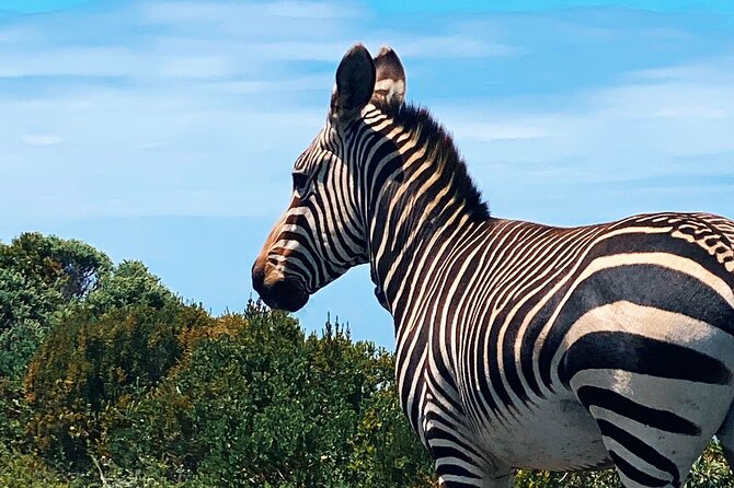 Full Day Cape Peninsula Tour in Private Car - Cape of Good Hope and Boulders Penguins Colony