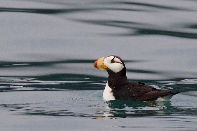 Full-Day Kenai Fjords National Park Cruise - Experienced Naturalist Commentary