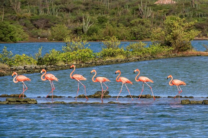 Full-Day Private Tour of East and West Curacao Island - Hato Caves