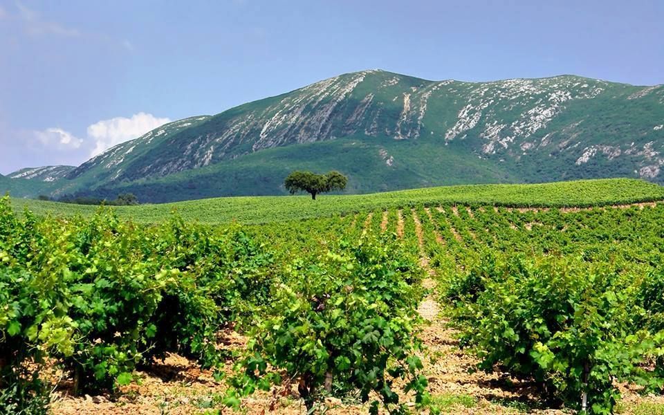 Full Day Private Wine Tour in Arrabida - Pricing and Booking