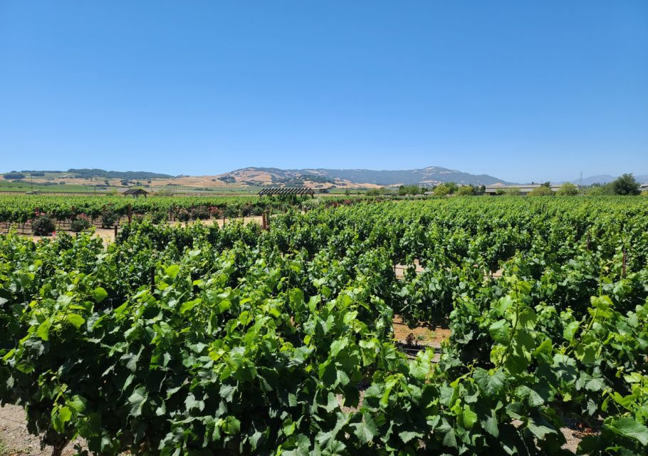 Full-Day Wine Tour to Napa & Sonoma 3 Tastings Included - What to Expect