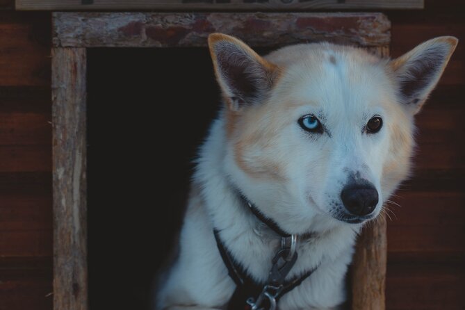 Fun & Easy Dog Sledding Adventure - Early Bird - Recommendations and Final Thoughts