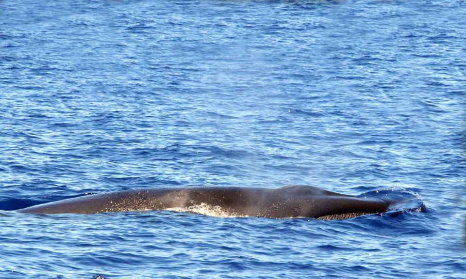 Funchal: Dolphin and Whale Watching Cruise - Preparation and Safety Considerations