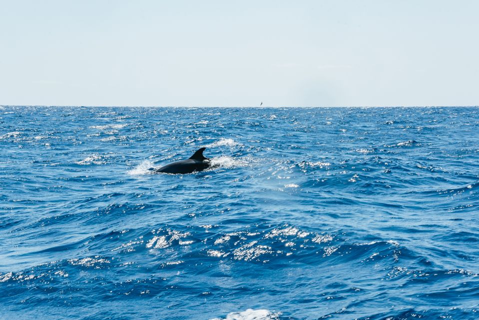 Funchal: Whale and Dolphin Watching Speed Boat Tour - Pricing and Availability