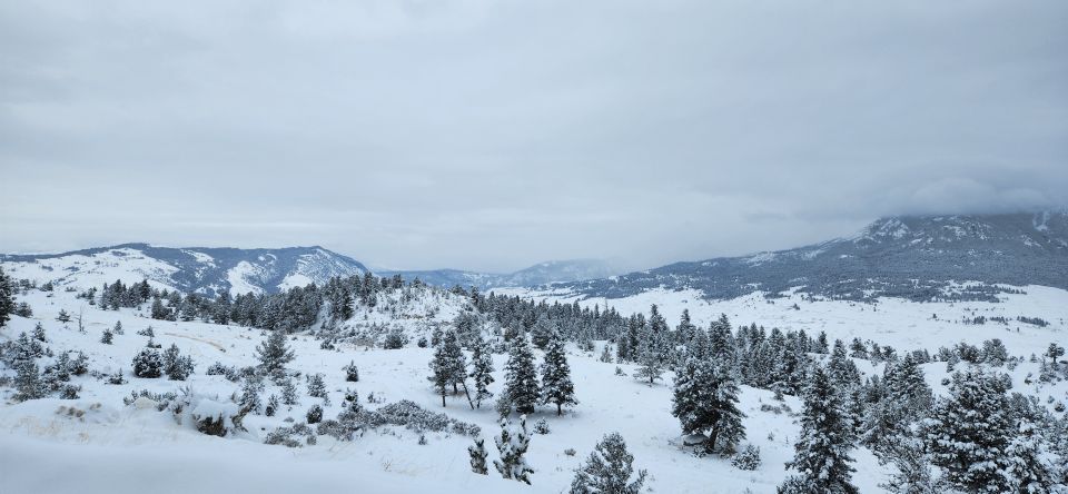 Gardiner: Yellowstone National Park Wildlife Guided Tour - Insights From the Guide