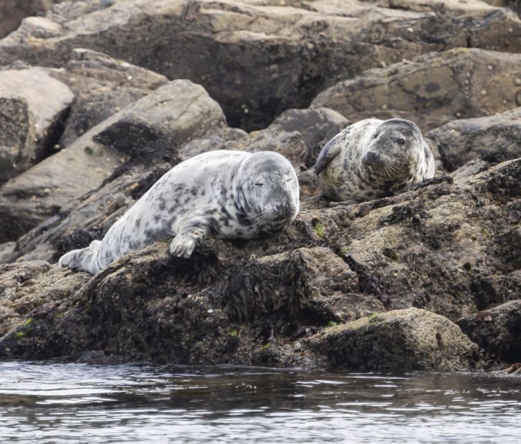 Godrevy to Hells Mouth Boat Trip - Suitability for All Ages