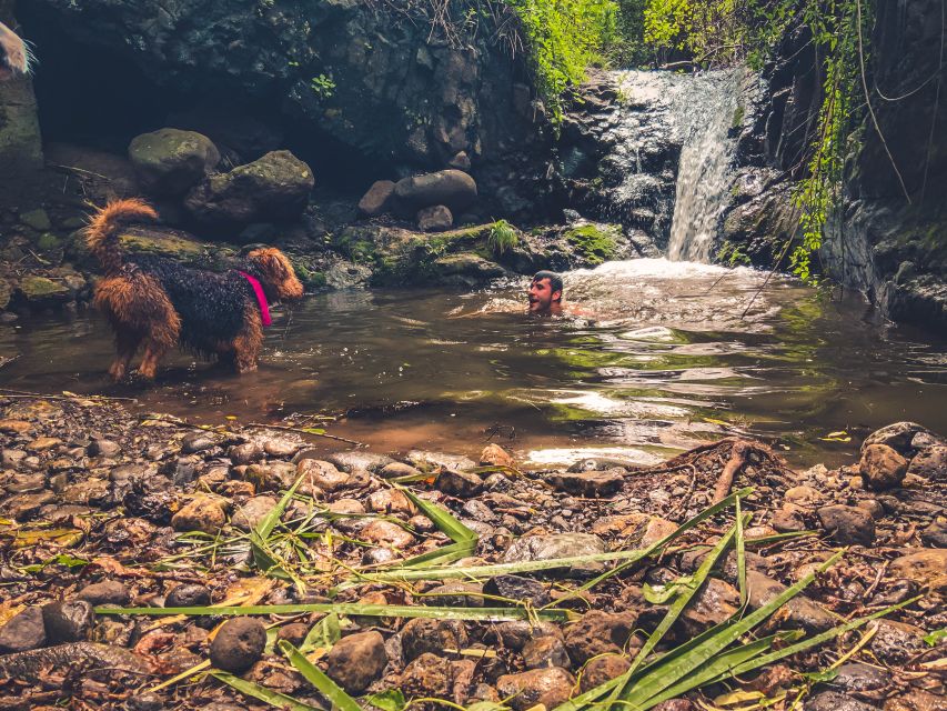 Gran Canaria: Guided Day Tour to Rainforest With Tasting - Guided Tour of Azuaje Canyon