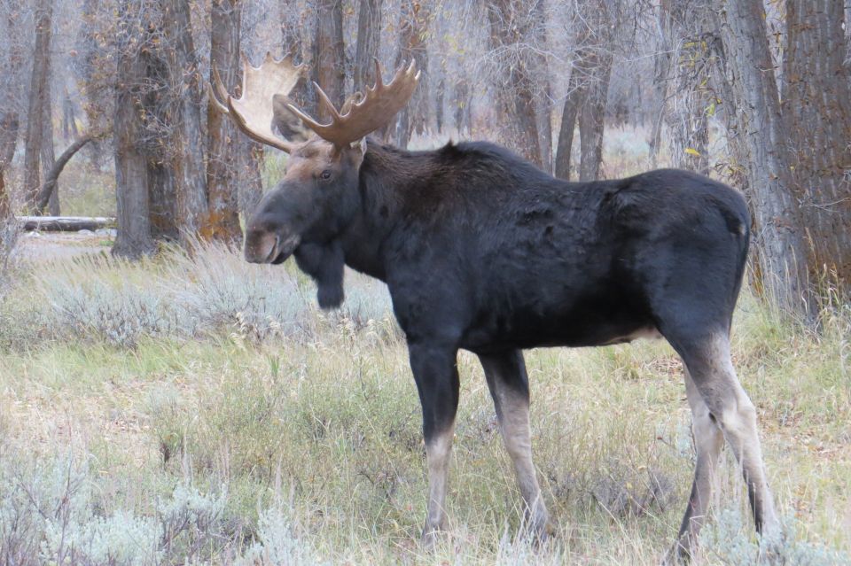 Grand Teton National Park: Full-Day Tour With Boat Ride - Meal and Amenities