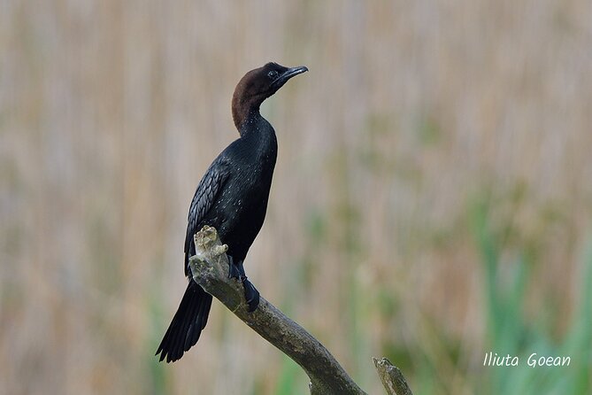 Guided Birdwatching Day Trip to the Danube Delta - Private Program - Pricing and Additional Costs