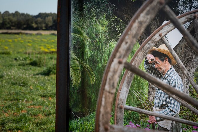 Guided Tour and Olive Oil Tasting in Mallorca - Confirmation and Accessibility