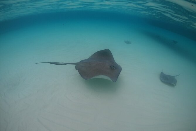 Half-Day Private Stingray City Charter - Grand Cayman - BTC - Frequently Asked Questions