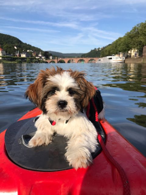 Heidelberg: 2-Hour Kayak Tour - Booking and Additional Information