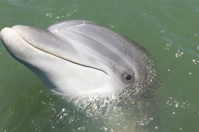 Hilton Head Island Dolphin Boat Cruise - Cruise Departures and Scheduling