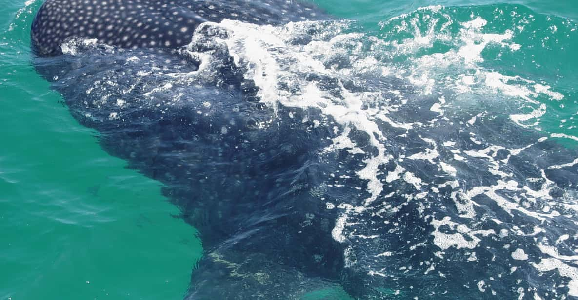 Holbox: Swimming With Wild Whale Sharks Boat Trip - Not Suitable for Certain Guests