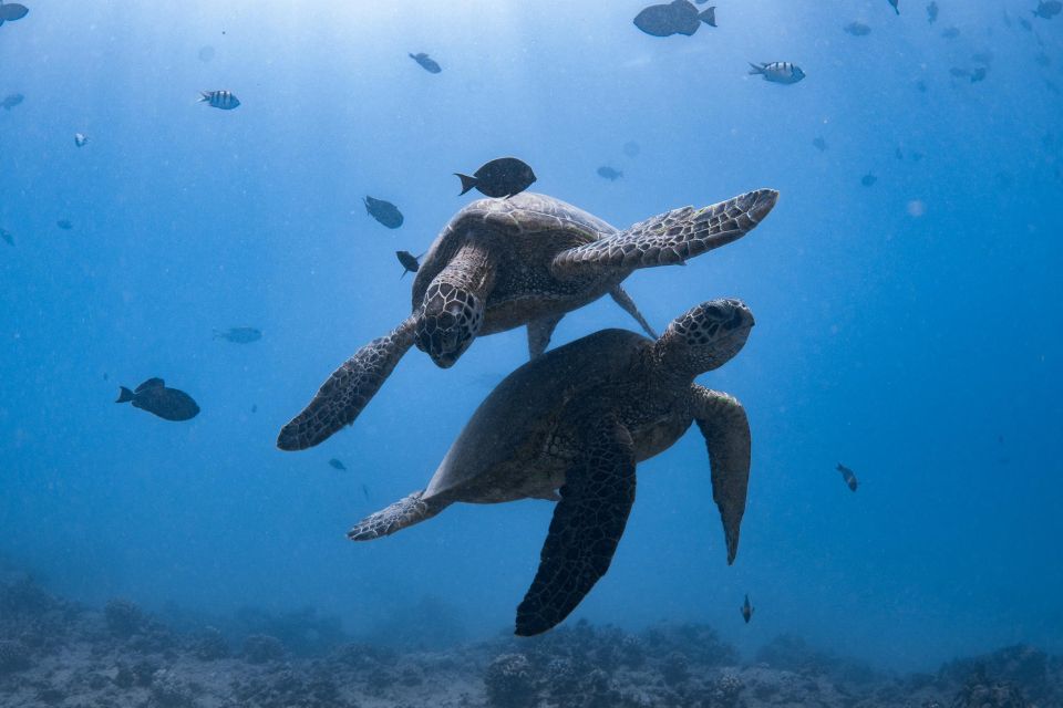 Honolulu: Turtle Canyon Snorkeling Semi-Private Boat Tour - Marine Life Etiquette