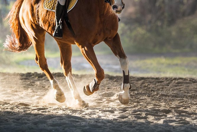 Horse Riding Morning Ride in Paros - Group Size and Cancellation