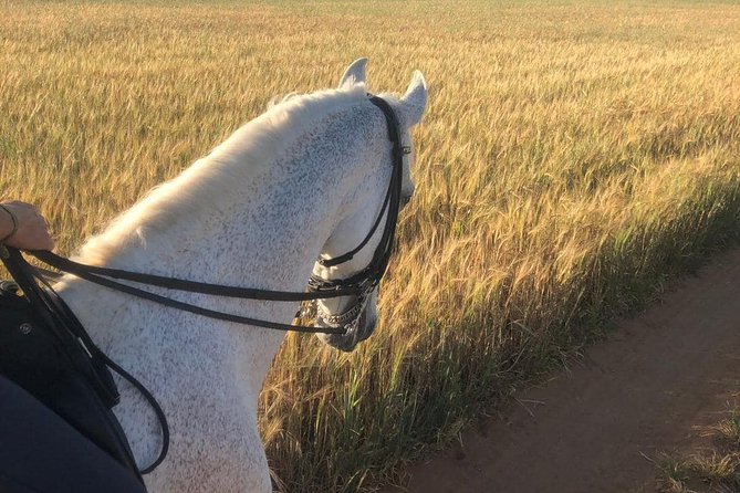 Horseback Riding Around Doñana - Weather Considerations