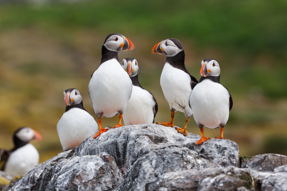 Húsavík: Big Whale Safari & Puffin Island Tour - Tour Duration and Meeting Point