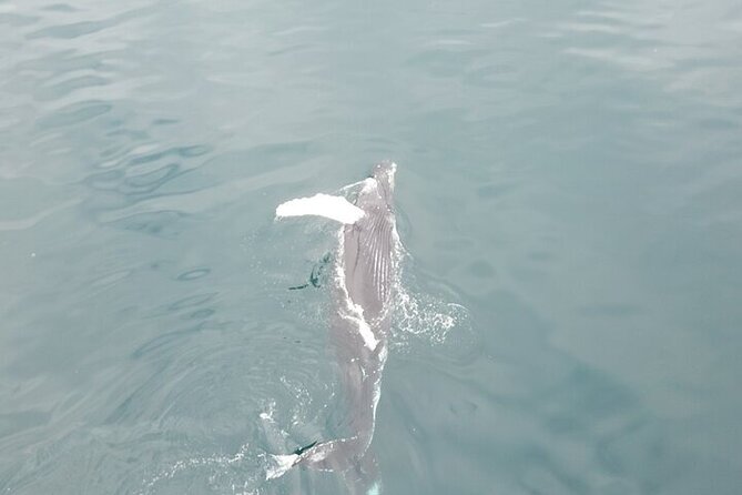 Husavik Family-Owned and Operated Whale Watching - Contact and Booking Information