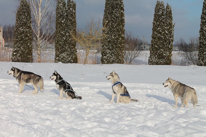 Husky Dog Sledding Tour From Riga - Alternative Dog Carting Option