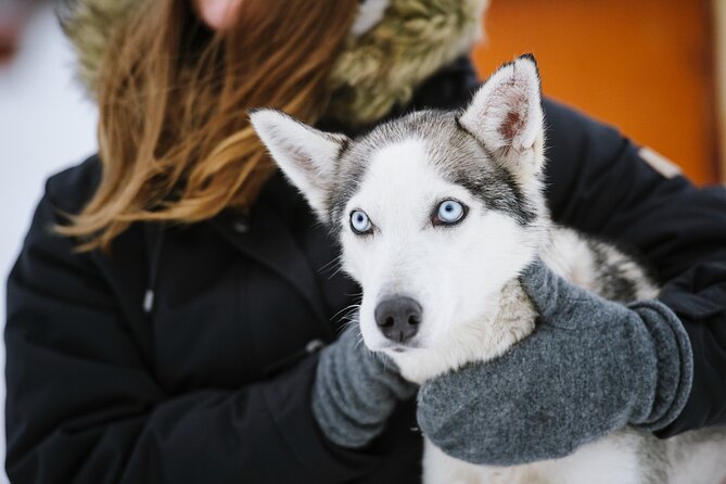 Husky Safari From Levi 2 KM or 5 KM With Husky Sledge Ride - Reviews and Ratings