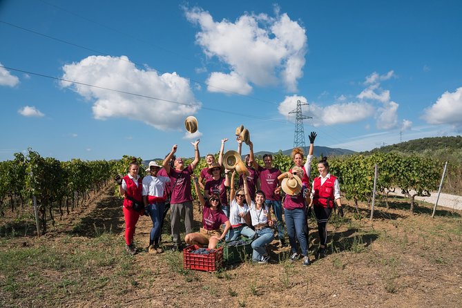 In a Carriage Among the Vineyards, Visit of the Cellar, Tasting of Organic Wines. - Reviews and Ratings