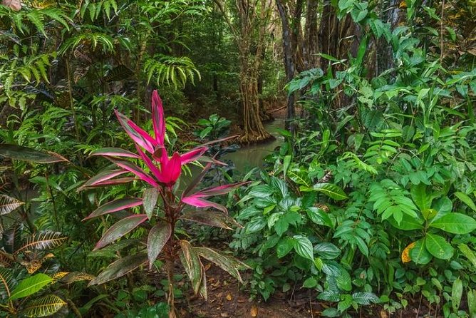 Indian River, Cold Soufriere & Fort Shirley (Northern Excursion) - Group Size and Accessibility