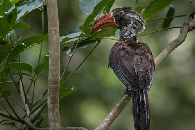 Jozani Forest Reserve Half-Day Guided Tour From Zanzibar - Tour Inclusions