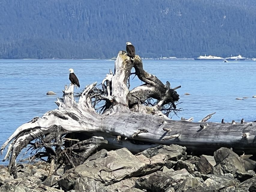 Juneau: Rainforest Photo Safari on a Segway - Meet at Cruise Ship Docks