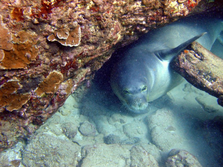 Kayaking and Snorkeling at Turtle Reef - Recommended Accessories