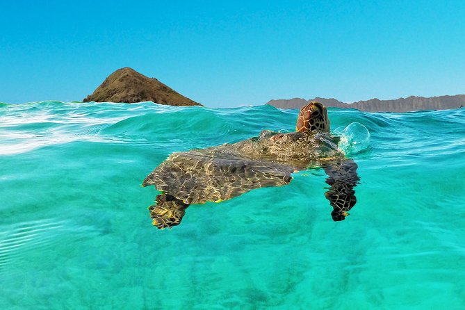 Kayaking Tour of Kailua Bay With Lunch, Oahu - Lunch and Dining Options