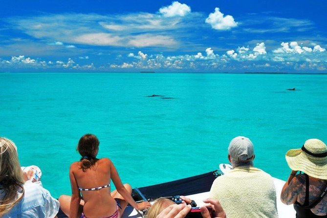 Key West Dolphin Watch and Snorkel Cruise - Recommendations for Travelers