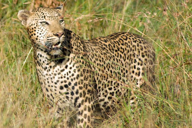 Kruger National Park, Safari Game Drive. - Additional Information