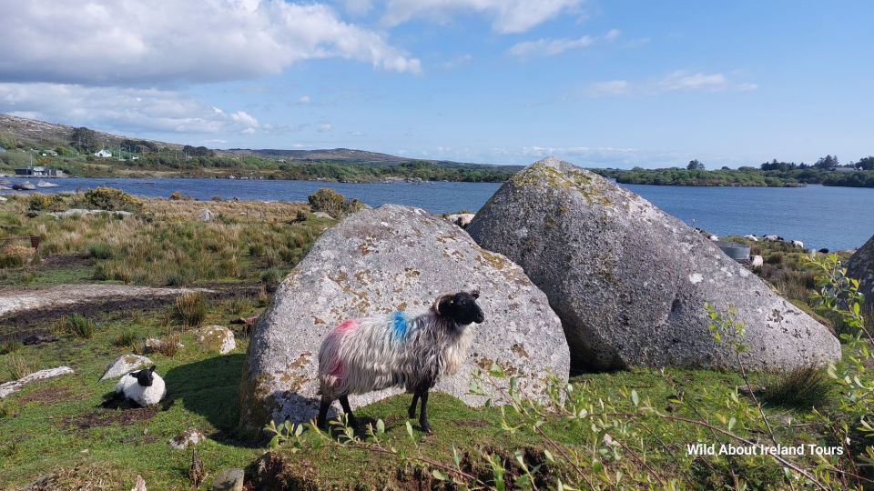 Kylemore, Sheep Farm and Connemara Private Limousine Tour - Optional Visits With Fees