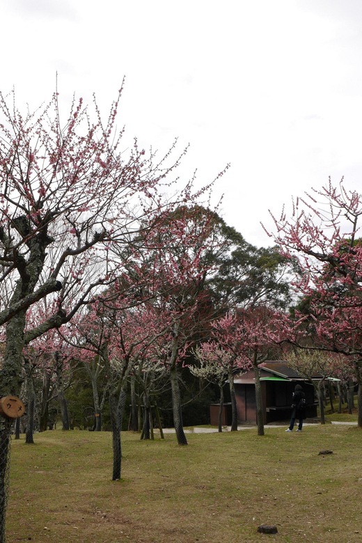 Kyoto: Nara, Todaiji, Kasuga Taisha Shrine Private Full Day - Customer Feedback