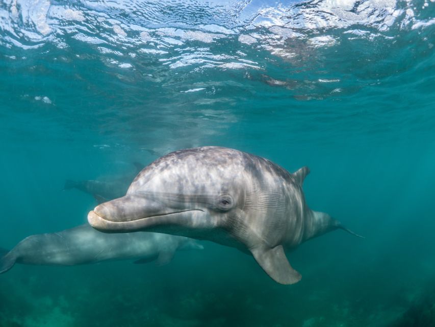 Lagos: Dolphin Watching Half-Day Cruise & Water Activities - Marine Life and Environmental Impact