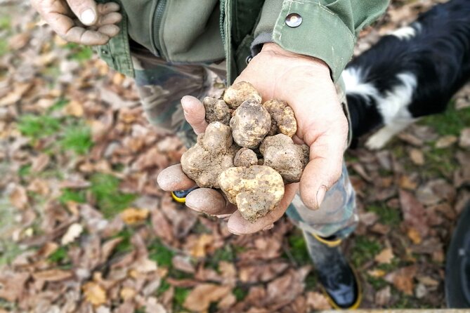 Langhe Truffle Hunting Experience - Translating Communication