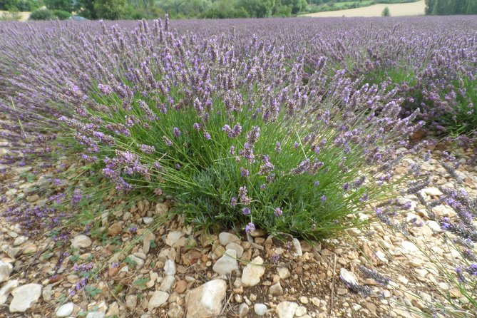 Lavender Tour Sault From Marseille - Visiting Provencal Villages