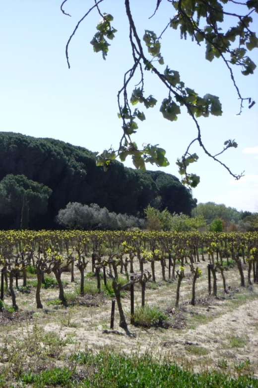 Le Grau Du Roi: Half-Day Tour of Camargue - Viticulture and Rice Growing Insights