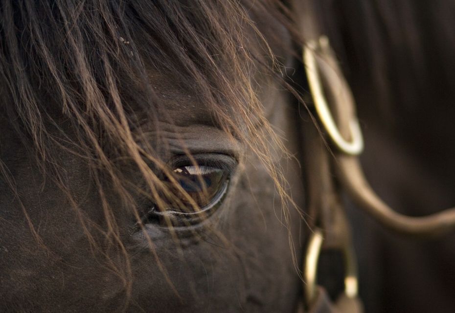 Lexington: Thoroughbred Horse Farm Tour and Keeneland Visit - Important Notes