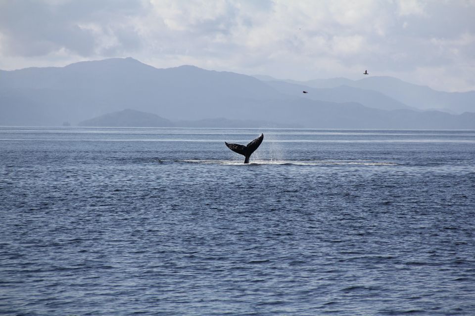 Lighthouse, Totems & Eagles Excursion - Booking and Cancellation