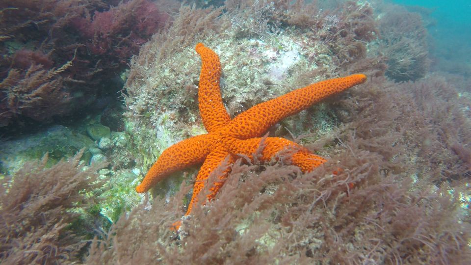 Lisbon: Snorkeling in Sesimbra/Arrábida Natural Park - What to Bring