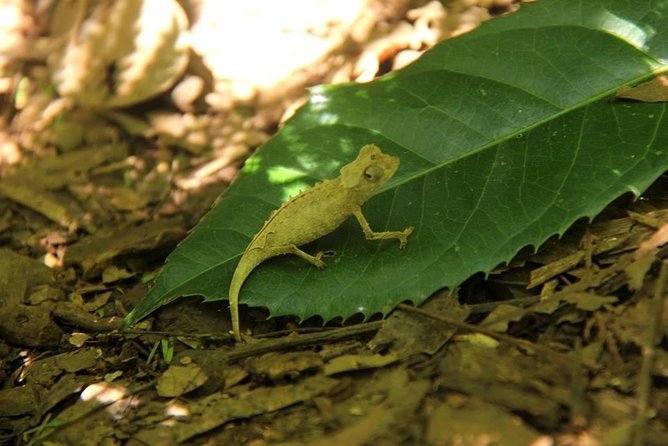 Lokobe Reserve - Booking and Cancellation