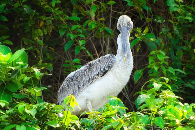 Los Haitises National Park - Hiking in Rain Forest + Private Boat to Caves - Meeting Point and Tour Duration