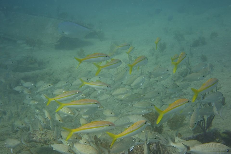 Lower Grand Lagoon: Panama City Beach Guided Snorkeling Tour - Marine Life Encounters