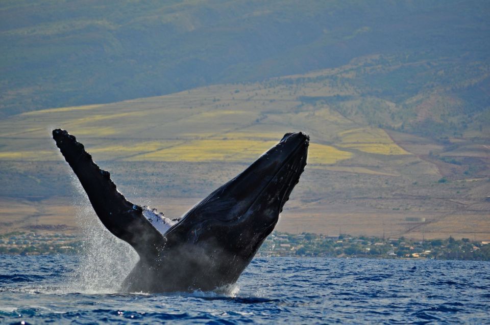 Maalaea Harbor: Whale Watching Catamaran Cruise - What to Expect on the Cruise