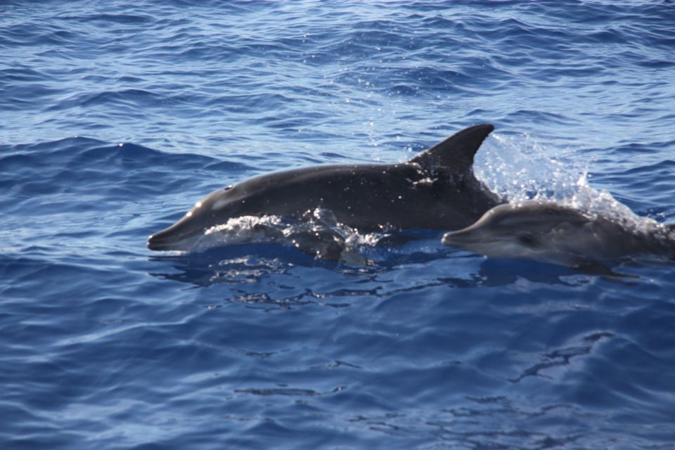 Madeira: 2.5-Hour Whale and Dolphin-Watching Cruise - Booking and Inclusions