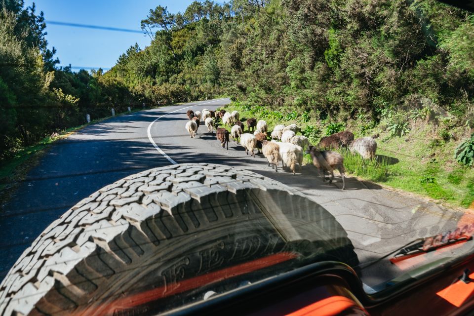 Madeira: Half-Day Pico Arieiro Jeep Tour - Laurissilva Forest and Machico