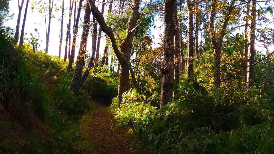 Madeira: Paradise Valley Levada Walk - Scenic Route and Surroundings