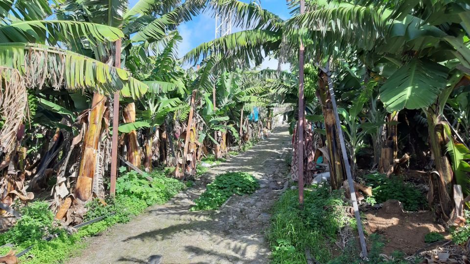 Madeira: Private Banana Farm Tour With Pickup - Accessibility